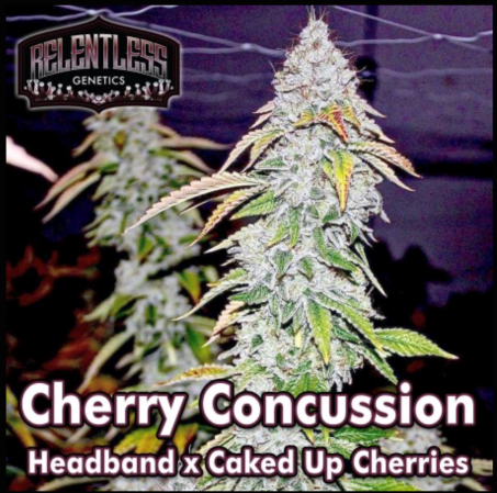cherryconcussion