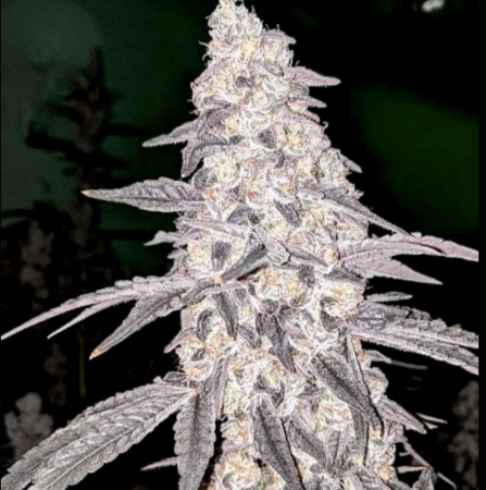 flodough