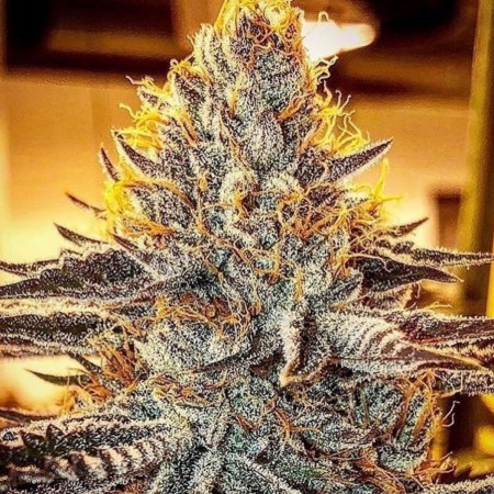 frosted-cherry-cookies