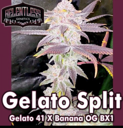 gelatosplit