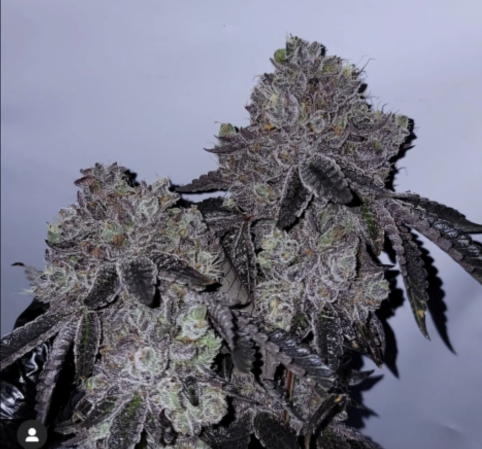 gluefirecookies