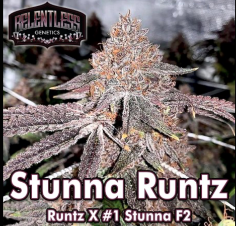 stunnaruntz